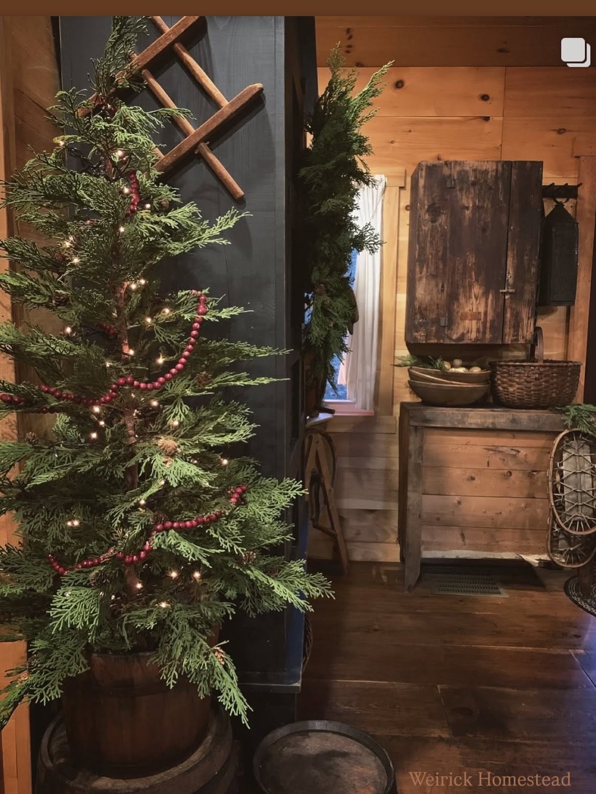 4ft hemlock tree2 4ft Hemlock Tree - Image 1